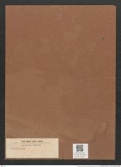 Surirella sp. (de-Toni-Nr.: Genus 53) Zeichnungen Sammlung Grunow Mappe 02593 (Herbarium_W_Grunow_drawings_Folder_02593)
